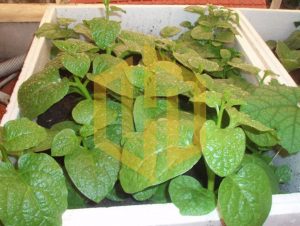 mua thung xop quan hoan kiem