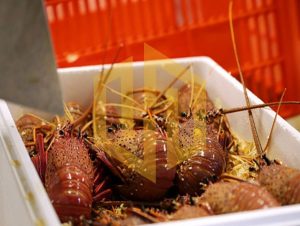 mua thung xop quan tay ho