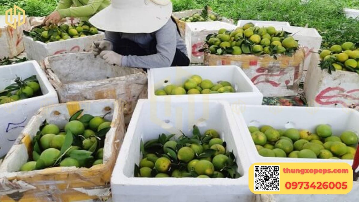 Thùng xốp đựng cam: Bảo quản cam tươi lâu, hạn chế dập nát