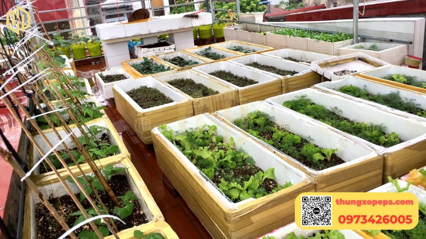Cung cấp thùng xốp đa dạng kích thước, đảm bảo tiêu chuẩn an toàn cho việc trồng rau tại nhà. Nhận tư vấn & báo giá ngay: 0973426005
