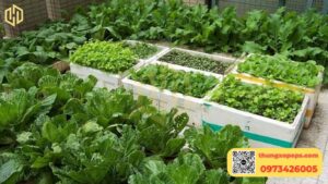 Thùng xốp trồng rau: Hướng dẫn chọn và trồng rau tại nhà