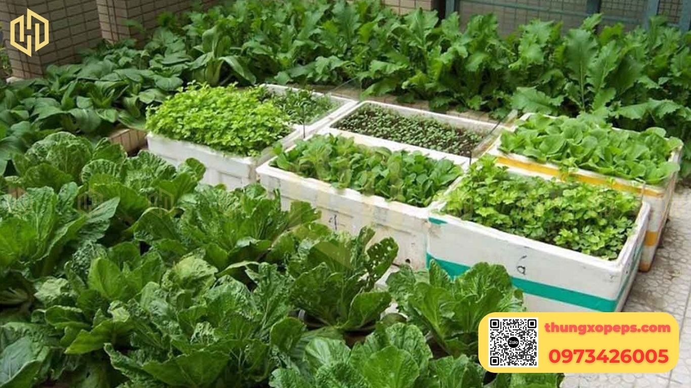 Thùng xốp trồng rau: Hướng dẫn chọn và trồng rau tại nhà